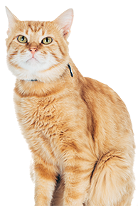 orange cat looking up