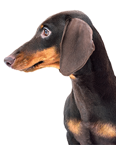 Small dog looking to the side