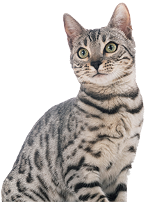 Gray cat with black stripes in dominant pose