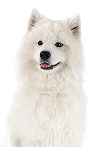 Alaskan malamut white dog