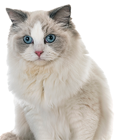 Furry cat with blue eyes