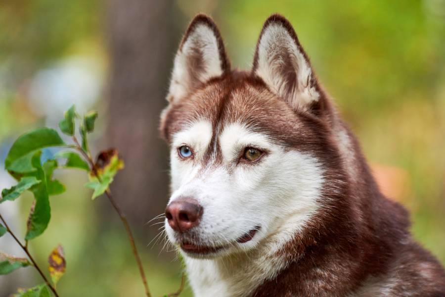 purebred siberian husky dog portrait in nature